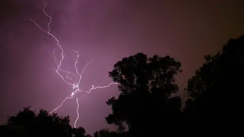 How Lightning Strikes Claim 320 Million Trees Annually